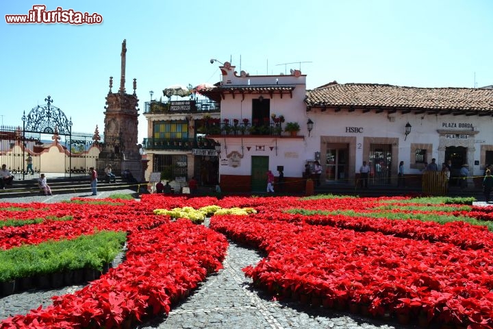 Immagine Plaza Borda, Taxco de Alarcón: nel periodo natalizio è abbellita con una splendida composizione floreale di Stelle di Natale, pianta di origine messicana conosciuta ed amata anche in Italia.