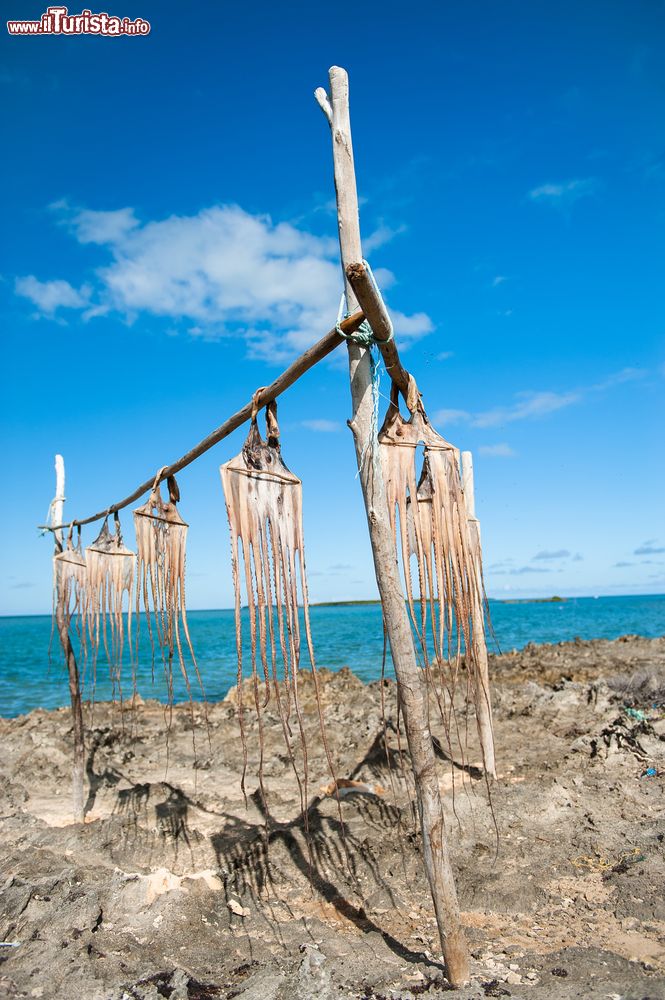 Immagine Polpi in essicazione sulla spiaggia di Rodrigues, Repubblica di Mauritius.