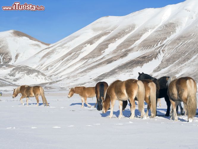 Immagine Ponies nel plateau innevato di Castelluccio di Norcia, Umbria, Italia. Sullo sfondo il Monte Vettore, il rilievo montuoso più alto dei Sibillini - © starman963 / Shutterstock.com