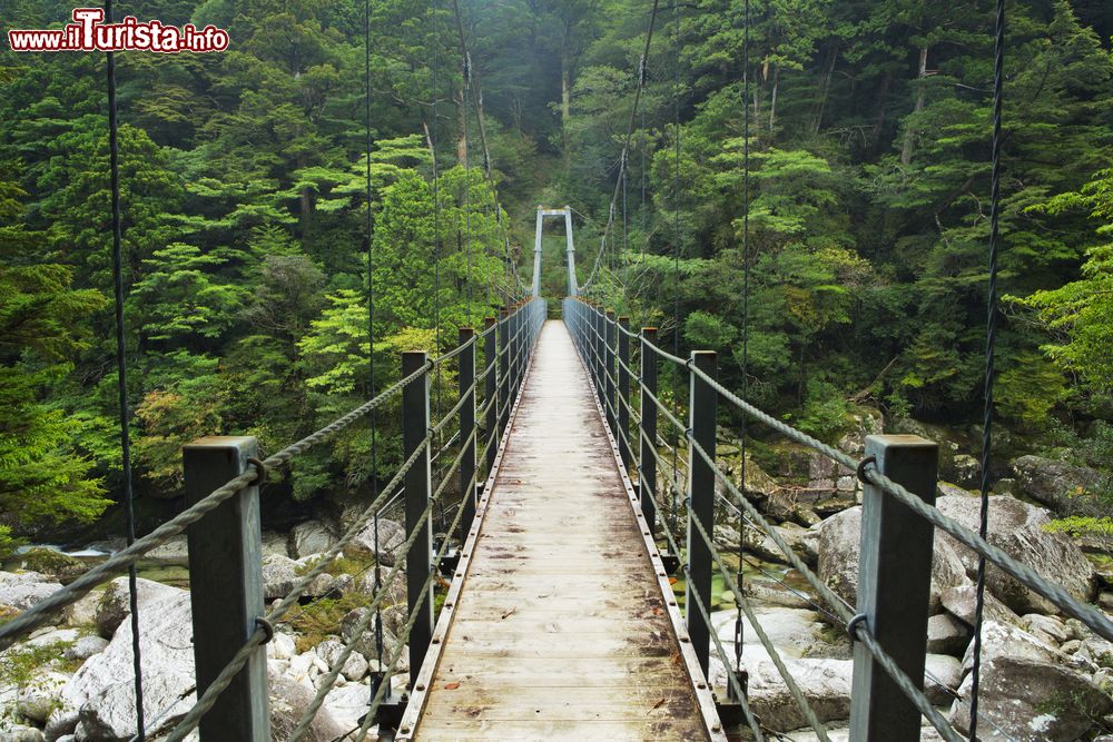 Immagine Un ponte sospeso attraversa un fiume in una foresta pluviale lussureggiante, sud dell'isola di Yakushima, Giappone.