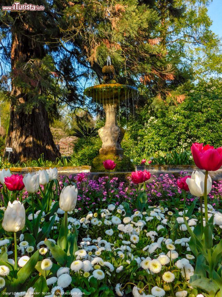 Immagine Prato fiorito al giardino botanico di Leuven, Belgio. Sullo sfondo, una fontana in pietra - © Tina Vander Molen / Shutterstock.com