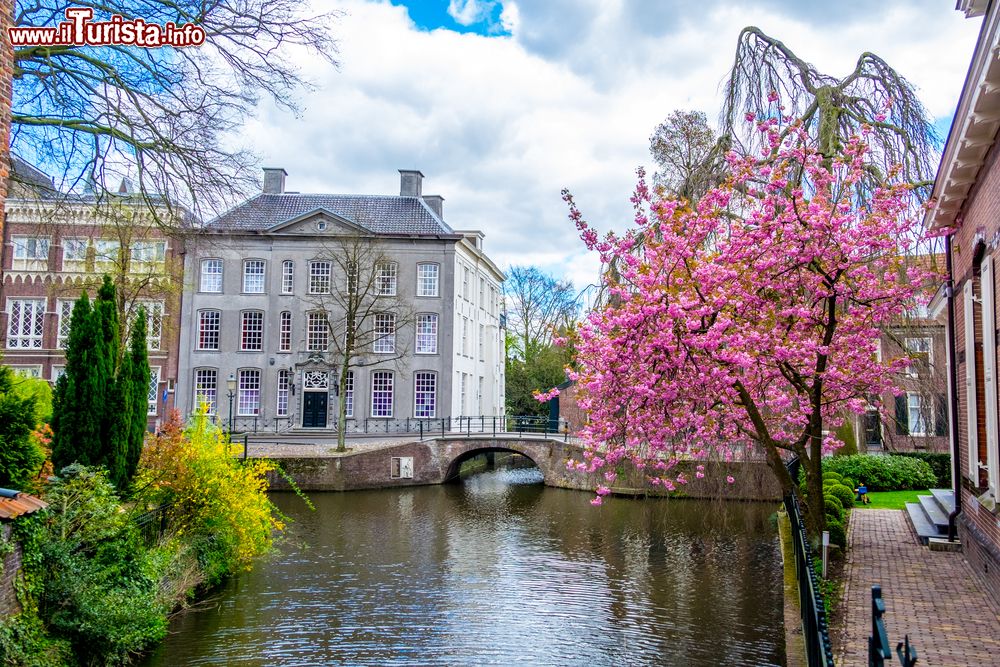 Immagine Alberi in fiore durante la primavera lungo i canali di Amersfoort, Olanda.