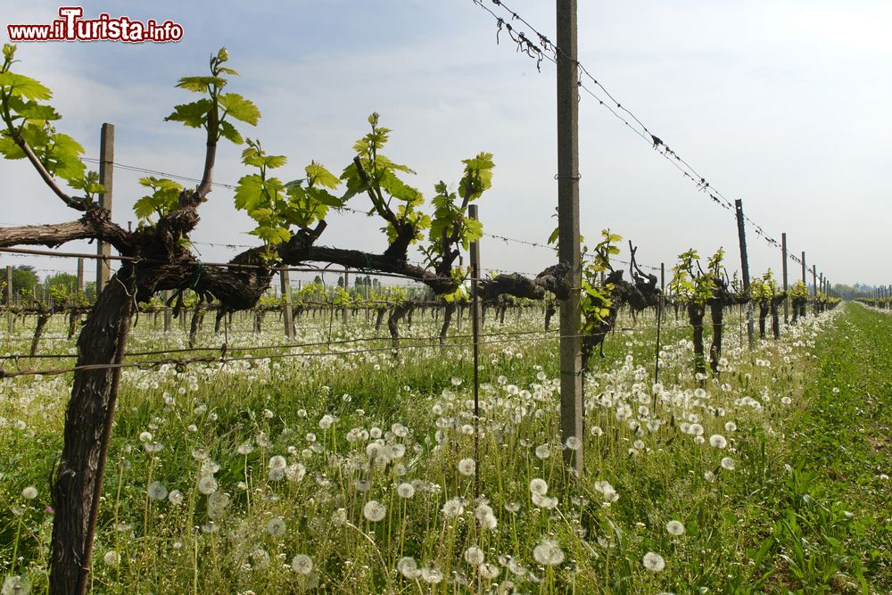 Immagine Primavera tra i vigneti di Passirano in Franciacorta (Lombardia)