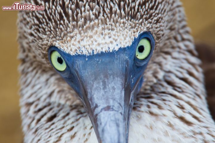 Immagine Sula di mare, Isole Galapagos. Questo particolare uccello endemico delle Isole al largo dell'Ecuador è famoso per le sue particolari zampe azzurre, che lo rendono facilmente identificabile - © Steffen Foerster / Shutterstock.com