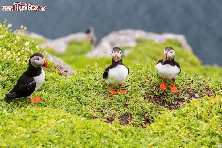 Immagine Tre pulcinelle di mare tra i paesaggi di Skelling Michael in Irlanda