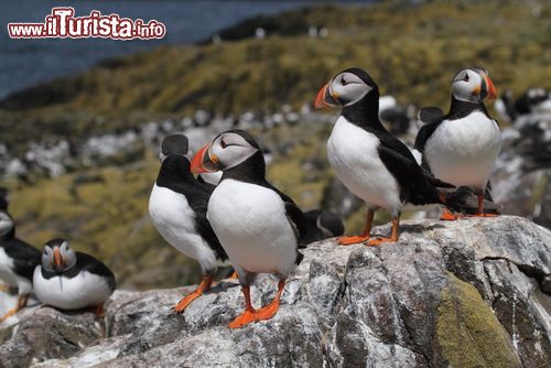 Immagine Pulcinelle di mare sull'isole Farne, Inghilterra. E' la specie più abbondante su queste isole inglesi dove è presente in oltre 50 mila coppie. Nidifica in fori nel terreno qui come su tutte le altre coste britanniche.