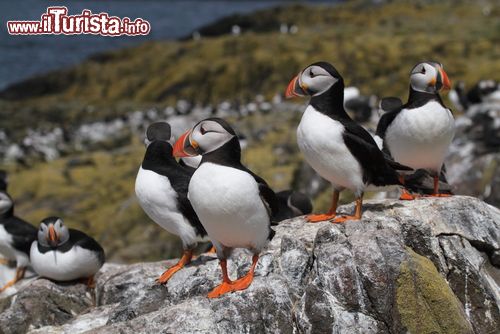 Immagine Pulcinelle di mare sull'isole Farne, Inghilterra. E' la specie più abbondante su queste isole inglesi dove è presente in oltre 50 mila coppie. Nidifica in fori nel terreno qui come su tutte le altre coste britanniche.