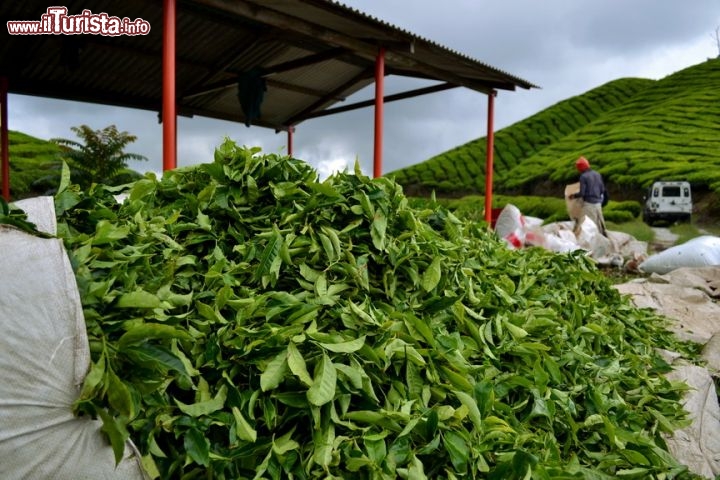 Immagine Sungei Palas: in questa piantagione delle Cameron Highlands conosciuta con il nome di Sungei Palas è possibile vedere da vicino il lavoro dei braccianti che scaricano enormi sacchi colmi di foglie di tè.