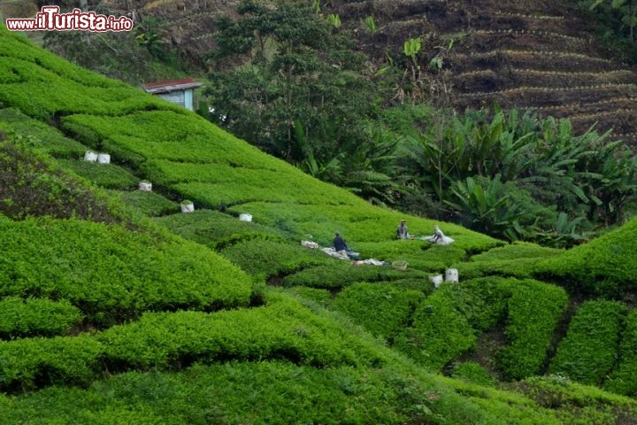 Immagine Raccolta del tè: nei campi si possono vedere gli operai impiegati nella raccolta delle preziose foglie, talvolta a mano e altre volte con macchinari che tagliano più velocemente la pianta.