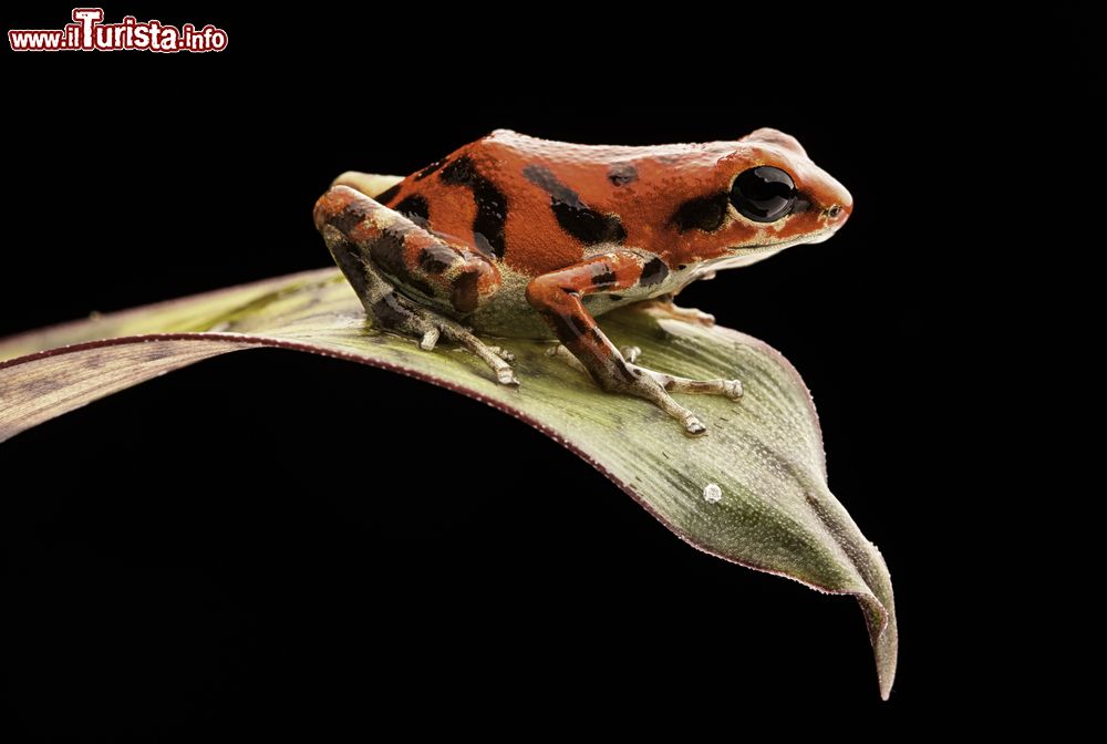 Immagine Un esemplare di rana freccia avvelenata (Oophaga Pumilio), nella foresta tropicale di Bastimentos, Bocas del Toro. Pur non essendo fra le più velenose, ha comunque un alto grado di tossicità dovuta dagli acari di cui si nutre.