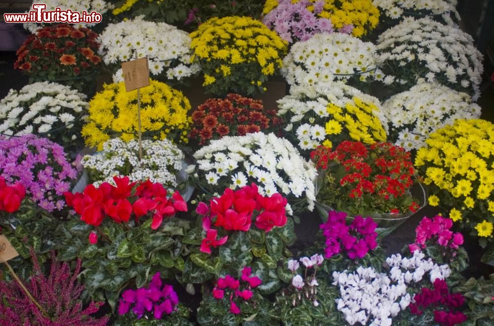 Immagine Randazzo in Fiore, la manifestazione floreale in Sicilia - © lindasky76 / Shutterstock.com