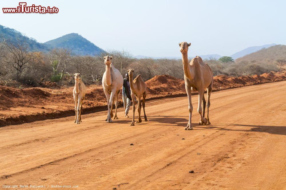 Immagine Regione di Marsabit, Kenya: un uomo cammina con i suoi dromedari sulla strada per Moyale  - © Marek Poplawski / Shutterstock.com