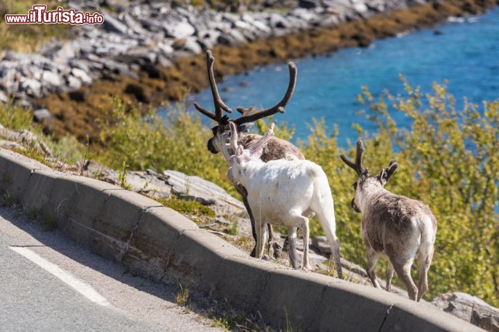 Immagine La principale attrazione della Norvegia è senza dubbio il suo paesaggio che ai fiordi del sud ovest affianca l'entroterra montuoso ideale per gli amanti della natura. A fare da protagoniste agli incantevoli scenari norvegesi sono sempre loro, le renne, come quelle fotografate in questa immagine lungo un tratto di strada che porta alla città di Alta - © Anibal Trejo / Shutterstock.com