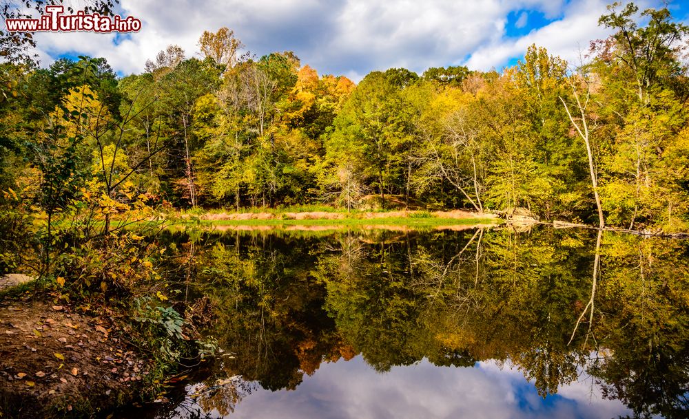 Immagine Riflessi di alberi e vegetazione nelle acque del fiume Eno a Durham, Carolina del Nord. Questo bel parco verde si trova a poche miglia dalla Duke University.