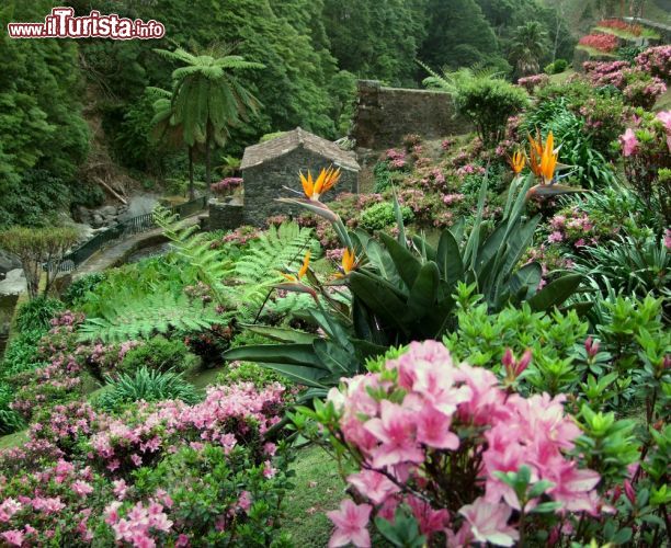 Immagine La rigogliosa vegetazione fiorita sull'isola di Sao Miguel nelle Azzorre, Portogallo - © 86878591 / Shutterstock.com