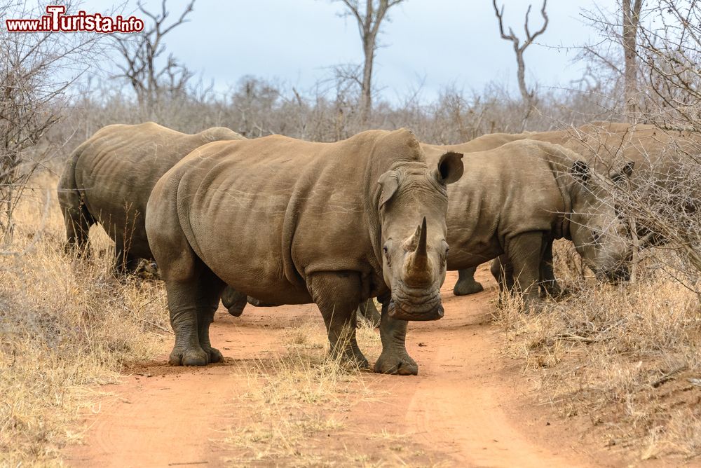 Immagine Rinoceronti nel parco naturale Hlane Royal, Swaziland, Africa. Habitat di grandi mandrie di selvaggina nello Swaziland, quest'area è stata proclamata parco nel 1967: si estende per 22 mila ettari e ospita leoni, elefanti, avvoltoi, cicogne, marabù e rinoceronti bianchi.