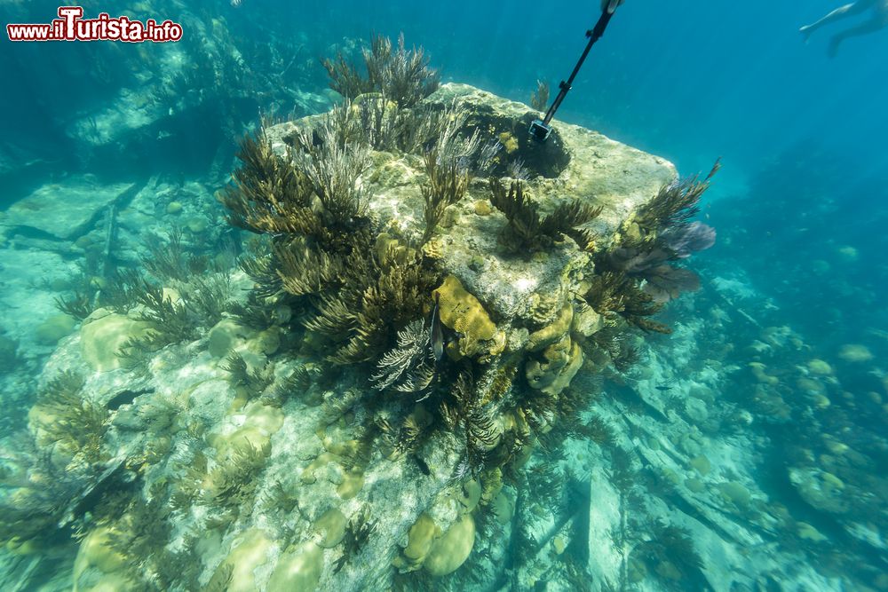 Immagine Riprese subacque nella barriera corallina a Bermuda, Nord America.