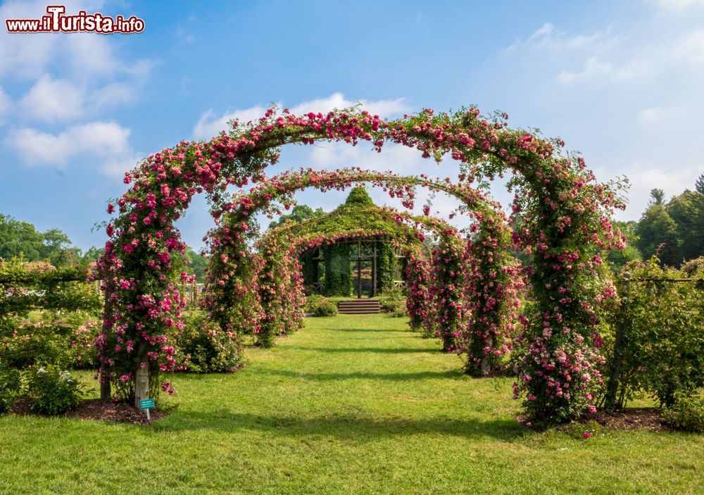 Immagine Rose Dorothy Perkins fiorite all'Elizabeth Park di Hartford, Connecticut (USA).