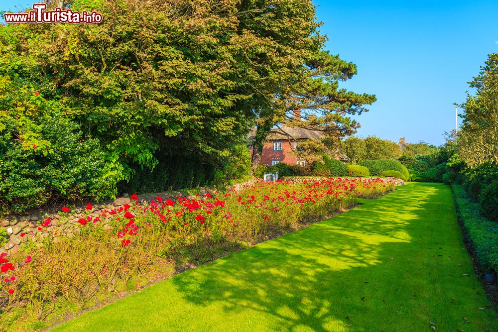 Immagine Rose rosse nel giardino di un parco di Kampen, isola di Sylt, Germania. Questa bella cittadina dell'isola è nota per la sua Scogliera Rossa e per il suo stile di vita.