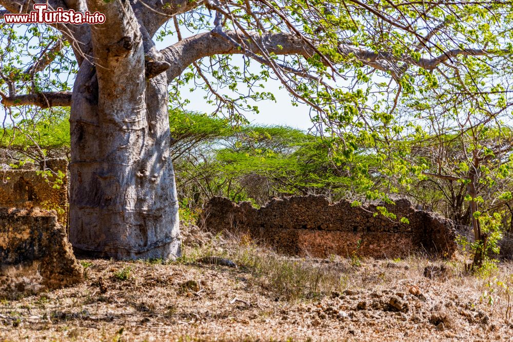 Immagine Rovine di una cinta muraria fatta di corallo nella città di Takwa, Manda Island, Kenya. Al centro della foto, un enorme albero di baobab.