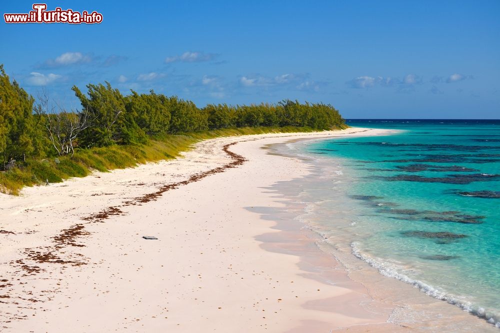 Immagine La sabbia rosa di una spiaggia a Eleuthera, Arcipelago delle Bahamas.