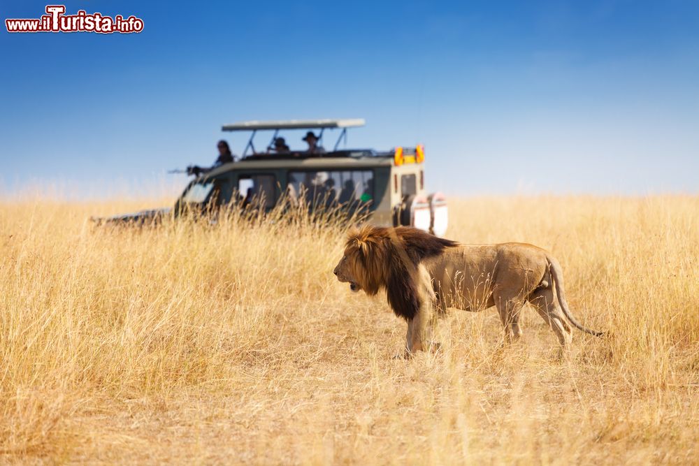 Immagine Safari fotografico all'Amboseli, Kenya: il leone è uno dei famosi "big five" che si può ammirare da vicino durante un'escursione in questo parco naturale.