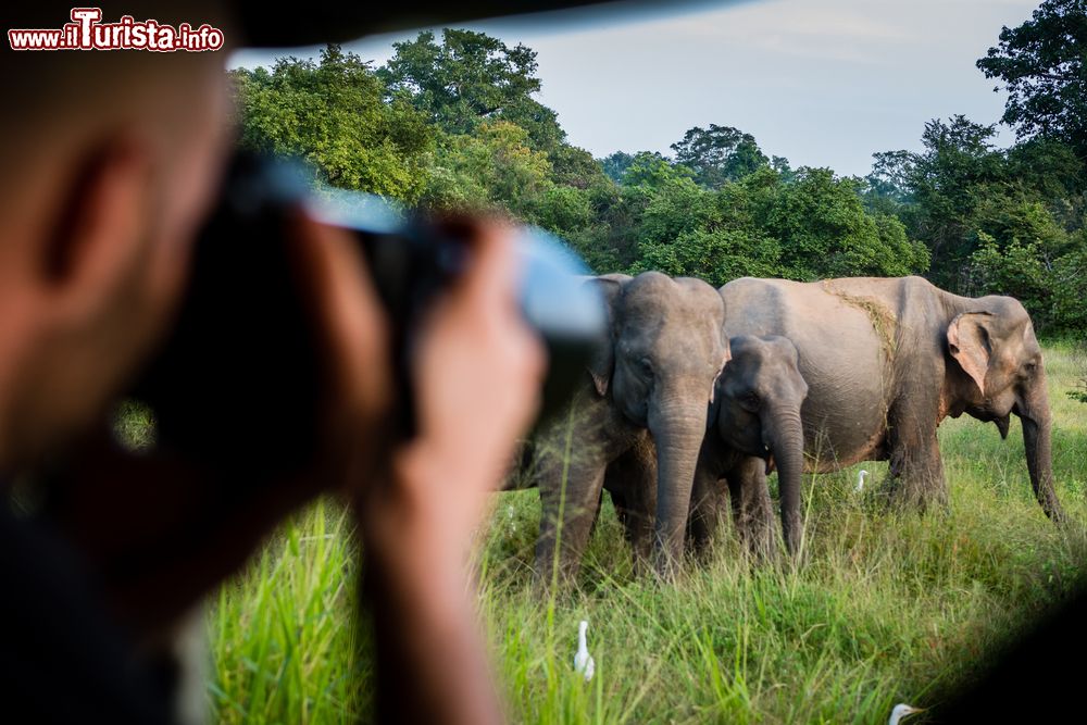 Immagine Safari fotografico in Sri Lanka: visita al Yala National Park