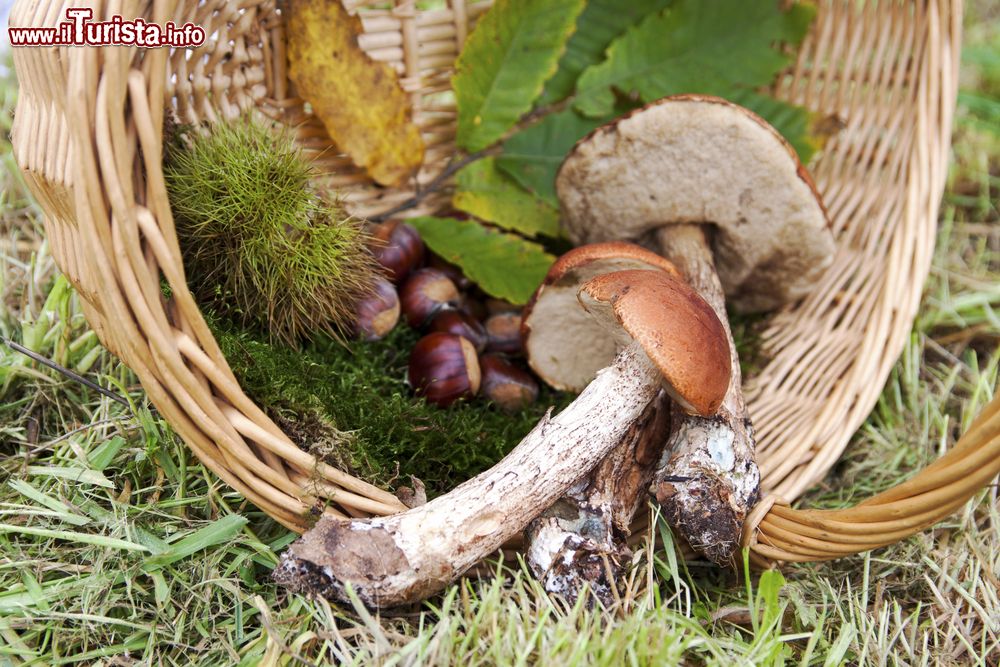 Sagra del fungo e della castagna Vivo dOrcia