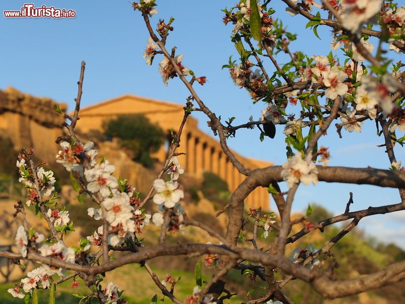 Immagine Mandorli in fiore nella Valle dei Templi di Agrigento
