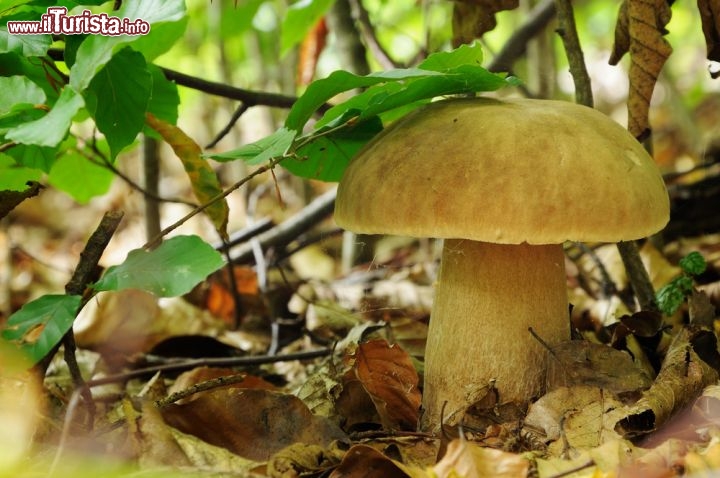 Immagine Porcini nei boschi del Trentino