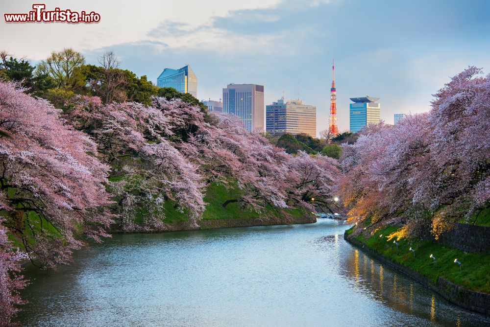 Immagine Sakura: la fioritura dei ciliegi al giardino Kitanomaru a Tokyo in aprile.