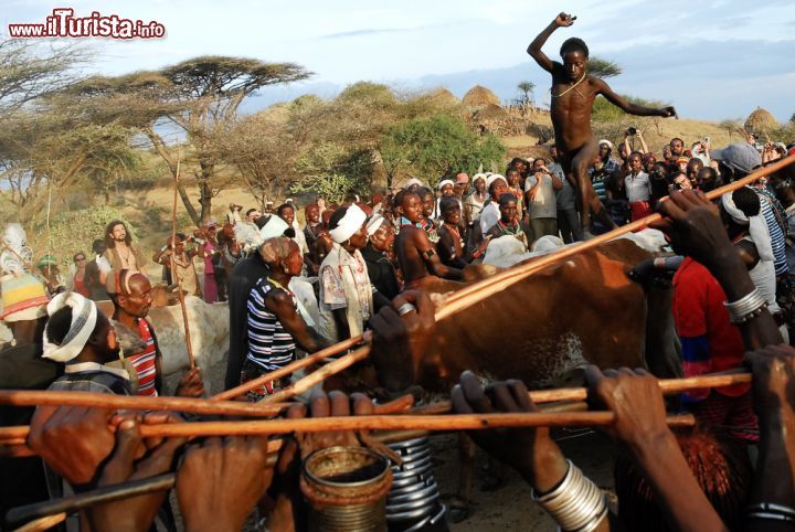 Immagine Un ragazzino intento a praticare il salto del toro a Turmi, Etiopia. Quando un ragazzo raggiunge l'età per diventare uomo deve superare una cerimonia d'iniziazione chiamata "salto del toro" che gli permetterà di sposarsi, possedere bestiame e avere figli - © Alberto Loyo / Shutterstock.com