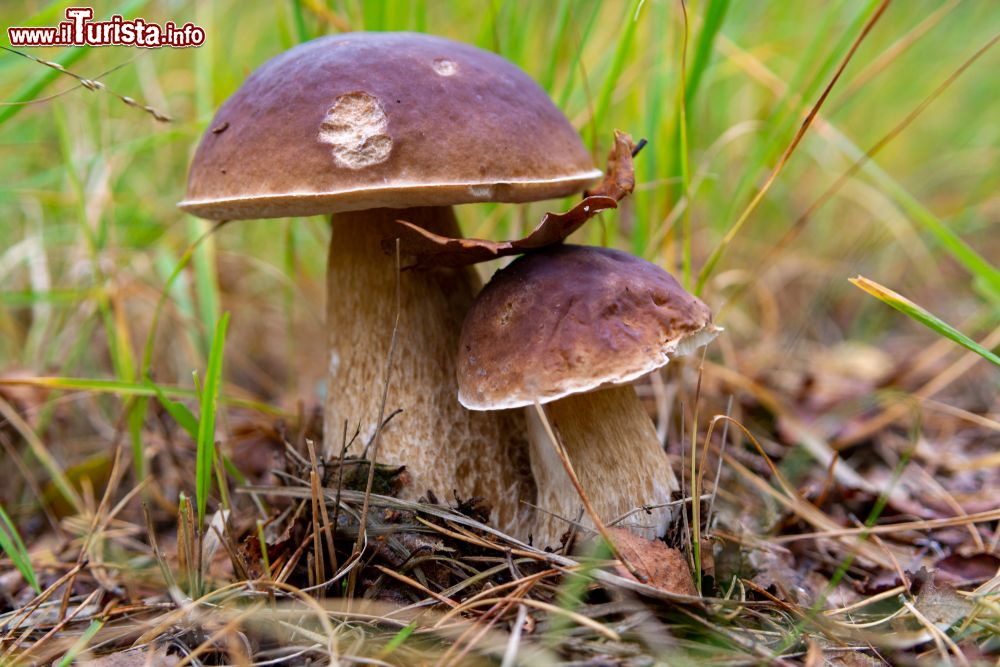 Immagine San Giuseppe Vesuviano, Campania: la sagra dei funghi porcini