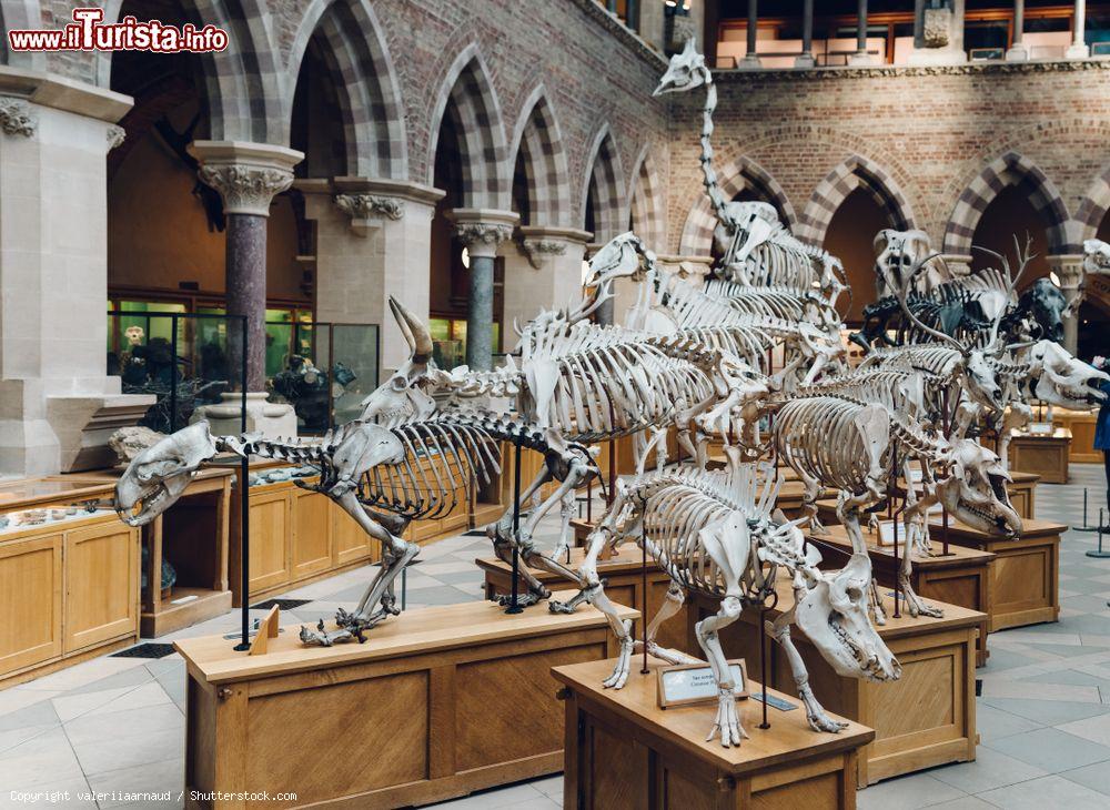 Immagine Scheletri di dinosauri e altri animali al Museo di Storia Naturale di Oxford, Inghilterra - © valeriiaarnaud / Shutterstock.com