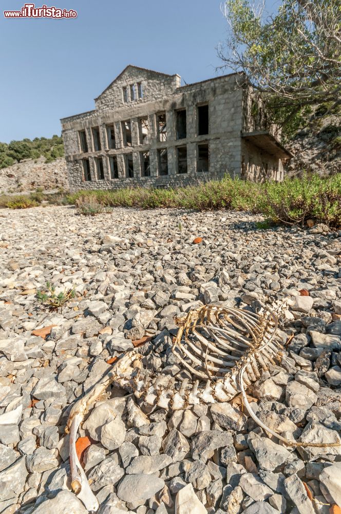 Immagine Scheletro di un animale di fronte all'antica prigione femminile dell'isola di Prvic, Croazia.