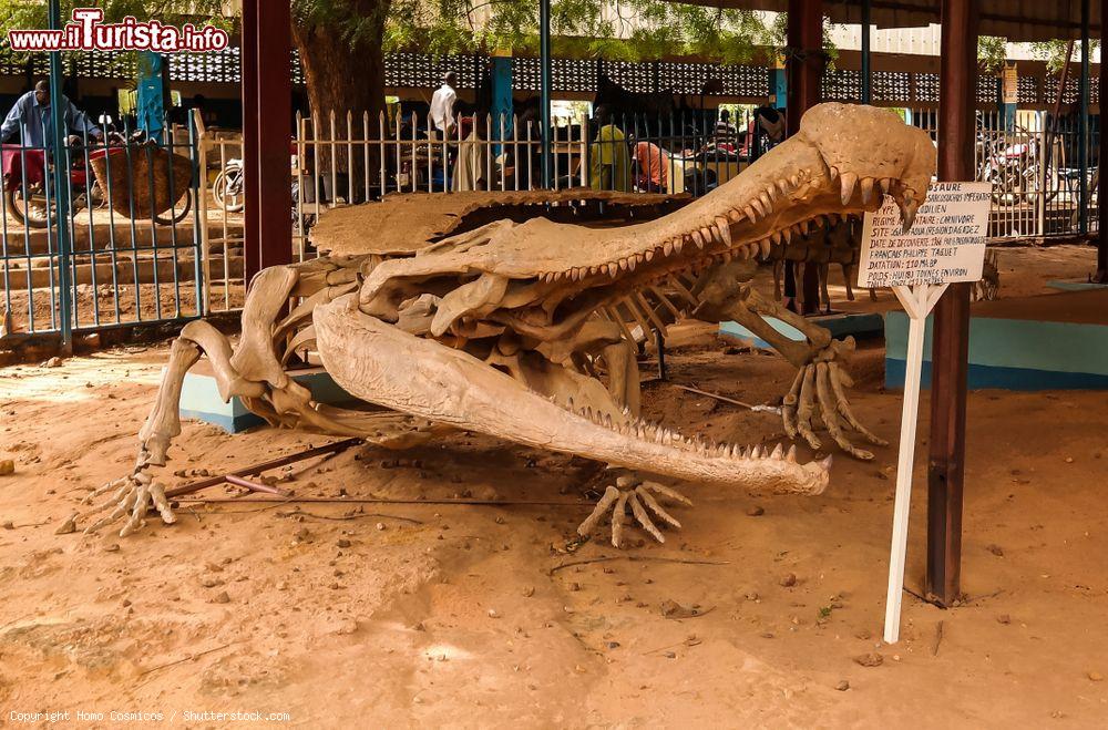 Immagine Scheletro di un esemplare di coccodrillo Sarcosuchus a Niamey, capitale del Niger - © Homo Cosmicos / Shutterstock.com