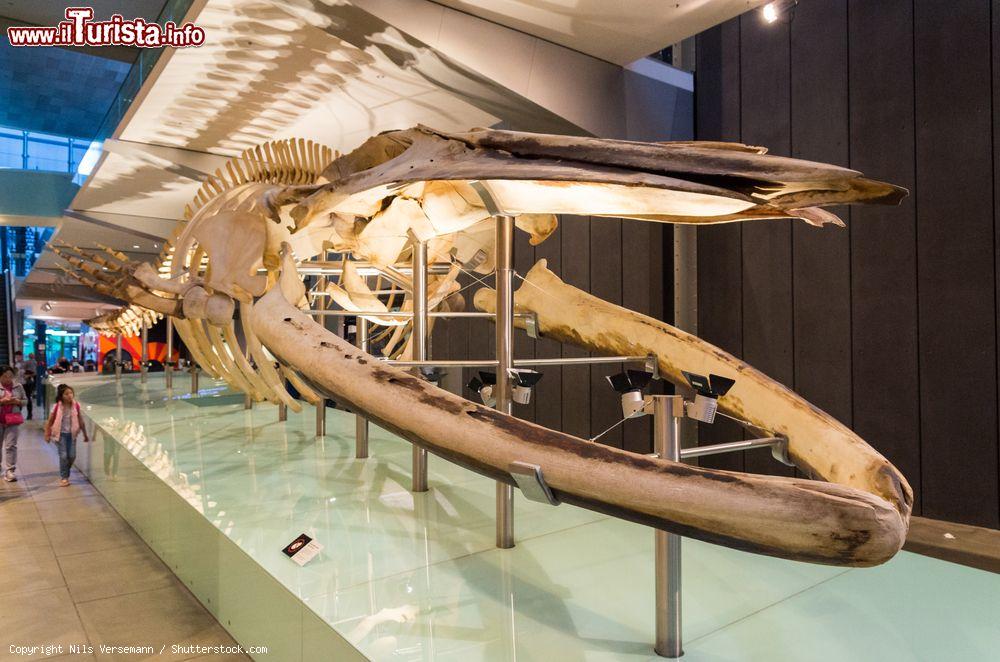 Immagine Scheletro di una balena blu al Melbourne Museum, Victoria, Australia. E' un importante museo di storia e storia naturale nei Giardini Carlton - © Nils Versemann / Shutterstock.com