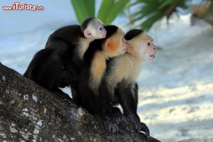 Immagine Scimmie in spiaggia a Roatan, Honduras - Mare e natura, le due parole d'ordine di una vacanza in questo splendido angolo di Honduras. Fra gli animali che si possono incontrare non ci sono solo delfini, granchi, aragoste e gamberi ma anche scimmie come le tre qui fotografate sul tronco di una delle tante palme che si trovano sulla spiaggia © ziggysofi / Shutterstock.com