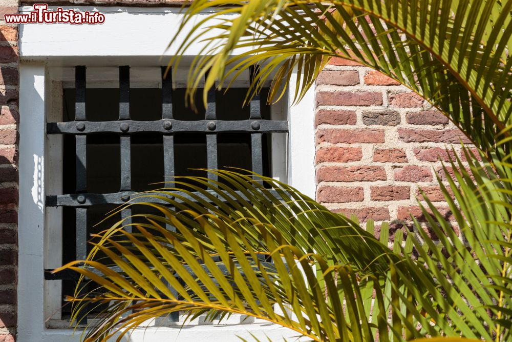 Immagine Scorcio di una palma e di una finestra al Surinaams Museum, Paramaribo (Suriname). Questo museo è ospitato all'interno del forte Zeelandia: istituito nel 1947, espone opere etnografiche e oggetti storici, arte, mobili e tessuti.