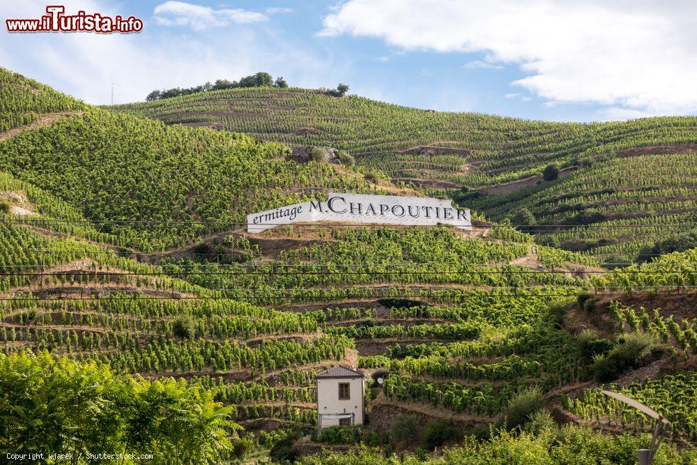 Immagine Scorcio panoramico sui vigneti di  M. Chapoutier Crozes-Hermitage a Tain-l'Hermitage, Francia. In questo territorio ansce un vino color rosso rubino realizzato interamente da uve Syrah - © wjarek / Shutterstock.com
