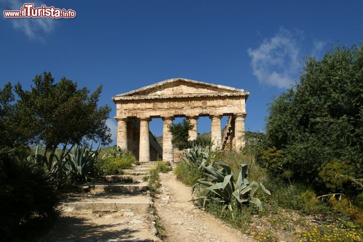 Immagine Un cornice di macchia mediterranea attorno al Tempio Greco di Segesta. Gli archeologici non hanno trovato alcuna indicazione relativamente alla divinità cui era stato dedicato il tempio, e non essendeci una cella interna probabilmente si tratta di un semplice Peristilio, che non funse mai da tempio in senso stretto - © VLADJ55 / Shutterstock.com