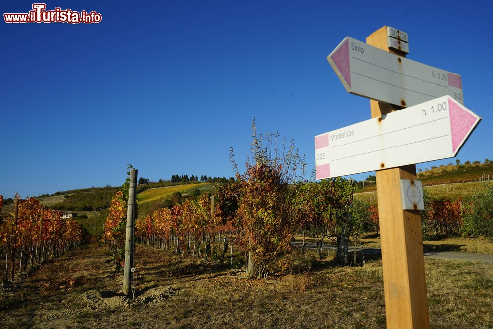 Immagine Sentieri tra le colline delle langhe in Piemonte, non lontano da Sinio
