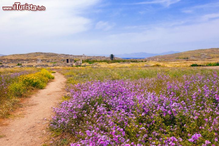 Immagine Sentiero in un campo fiorito a Delos, Grecia. Bellissimi fiori colorati impreziosiscono questo percorso che accompagna alla scoperta delle costruzioni più importanti dell'antico sito archeologico di Delos