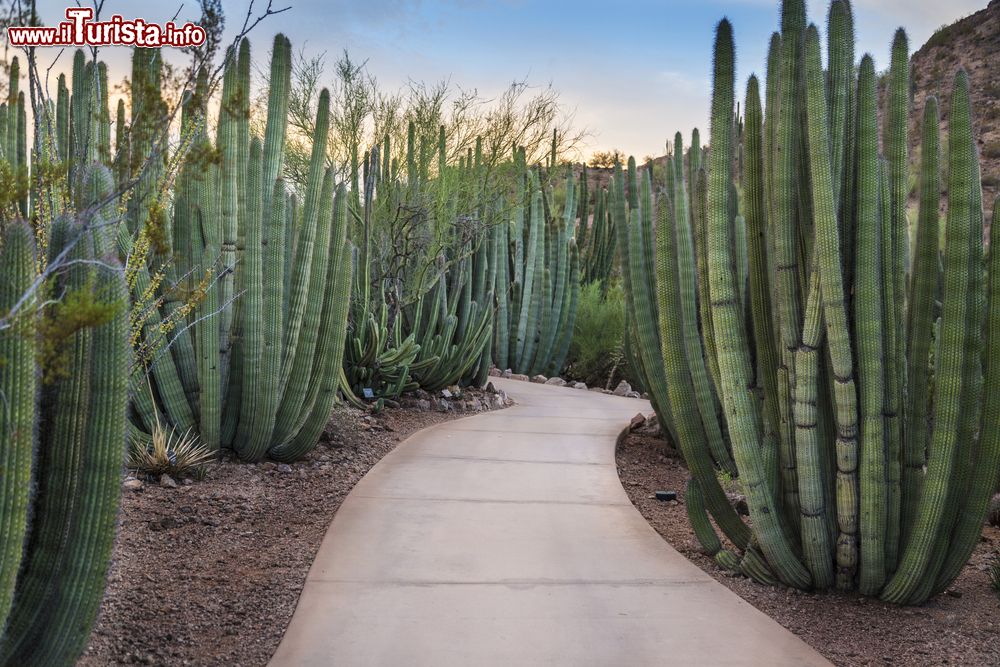 Immagine Sentiero in una foresta di piante di cactus a Phoenix, Arizona. Siamo nel Desert Botanical Garden che ospita più di 20 mila piante.