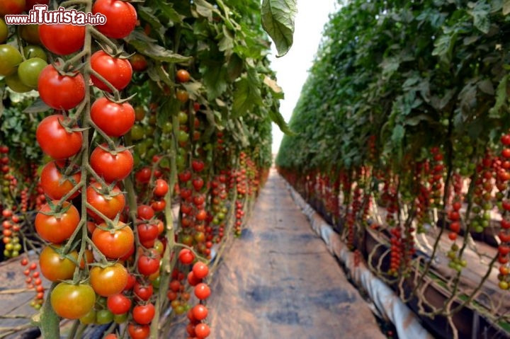 Immagine Serra di pomodori, Dakhla: in mezzo al deserto, all'interno di enormi serre della Ferme Tawarta, vengono coltivati pomodorini e meloni destinati soprattutto al mercato europeo.