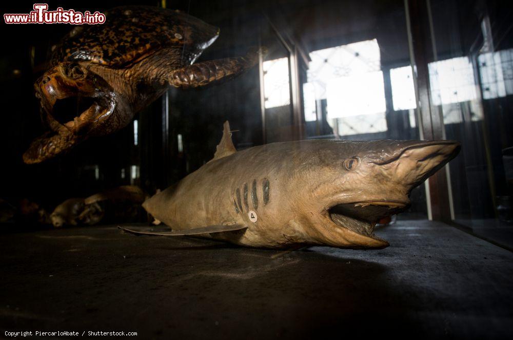 Immagine La sezione del museo di storia naturale in un museo della città di Nonthaburi (Thailandia): una tartaruga e uno squalo - © PiercarloAbate / Shutterstock.com