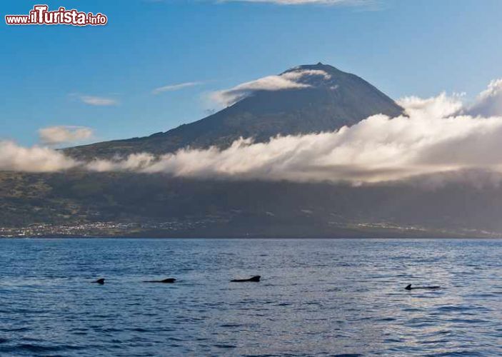 Immagine L'isola di Pico con un branco di balene, isole Azzorre