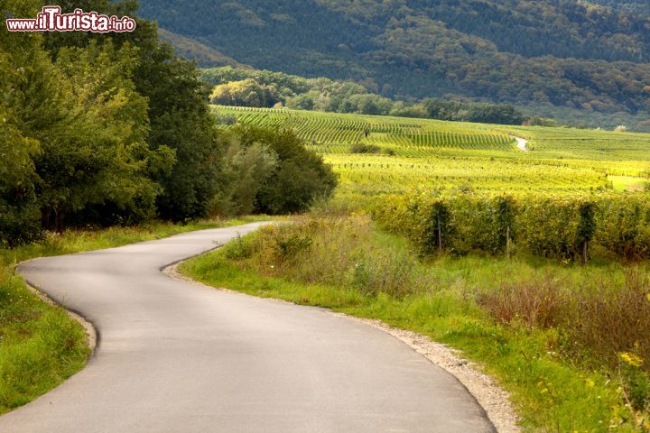 Immagine Il paesaggio dei vigneti in Alsazia, lungo la strada che collega Barr e Andlau, nell'est della Francia - © Anneka / Shutterstock.com