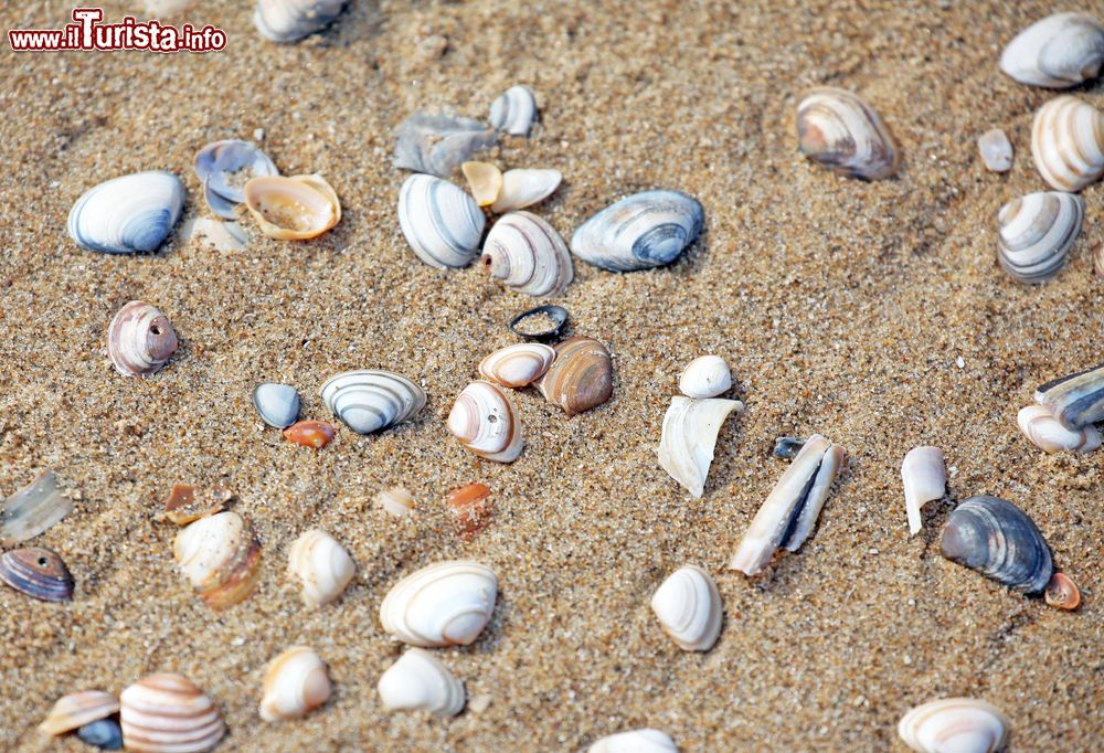 Immagine Conchiglie del Mare del Nord sulla spiaggia di Scheveningen nei Paesi Bassi