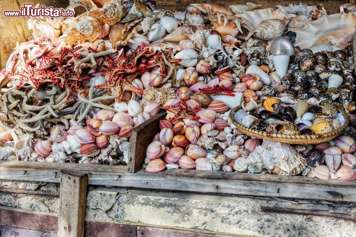 Immagine Conchiglie al mercato del pesce a Kivukoni, Dar es Salaam, Tanzania - Colori e forme differenti per le belle conchiglie che si possono acquistare come souvenir a Kivukoni nel mercato del pesce © Igor Grochev / Shutterstock.com
